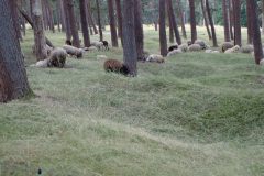 2023-07-10 Des moutons pour le gazon, il reste des munitions